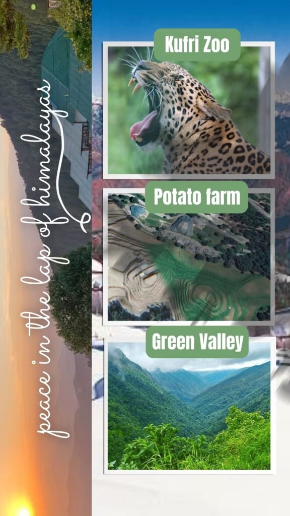 Kufri Potato Farm