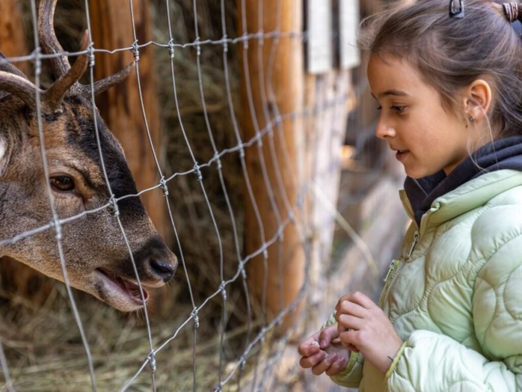 Kiddie Rides & Petting Zoo